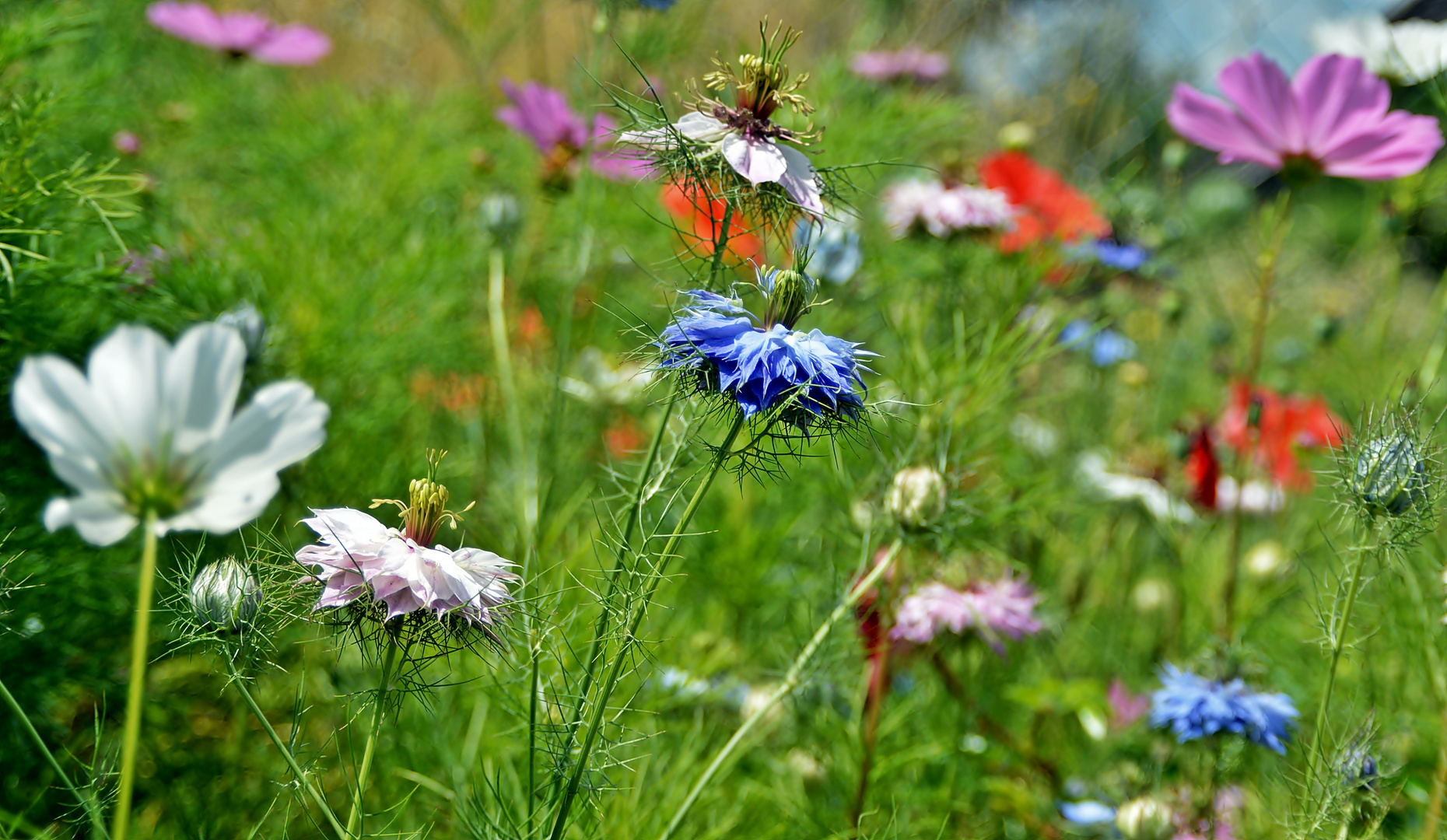 Sommerliche Blumenwiese