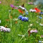 Sommerliche Blumenwiese