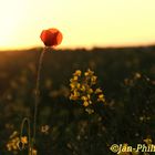 Sommerliche Dämmerung