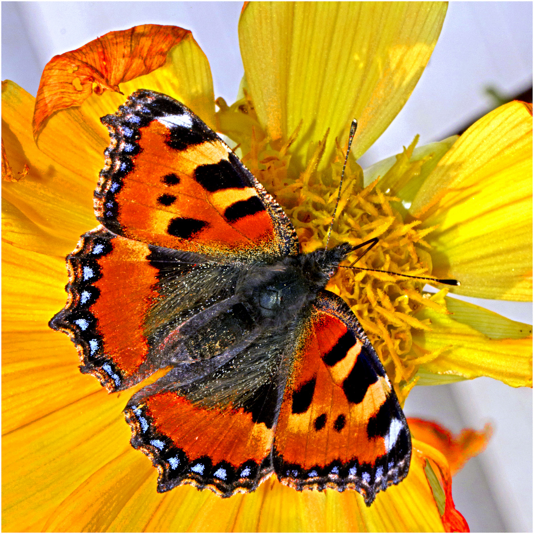 sommerliche Erinnerung