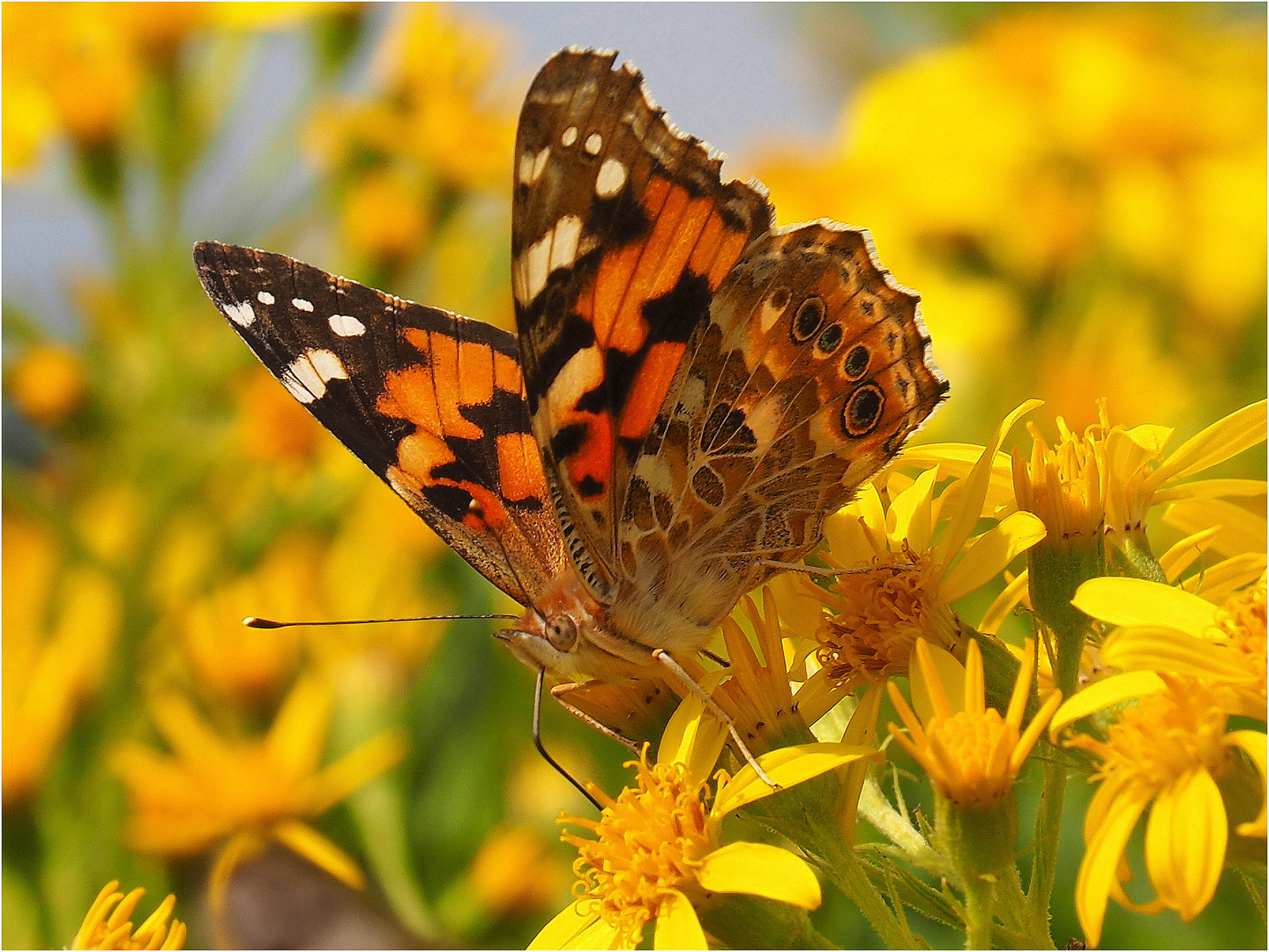  Sommerliche Farbenpracht