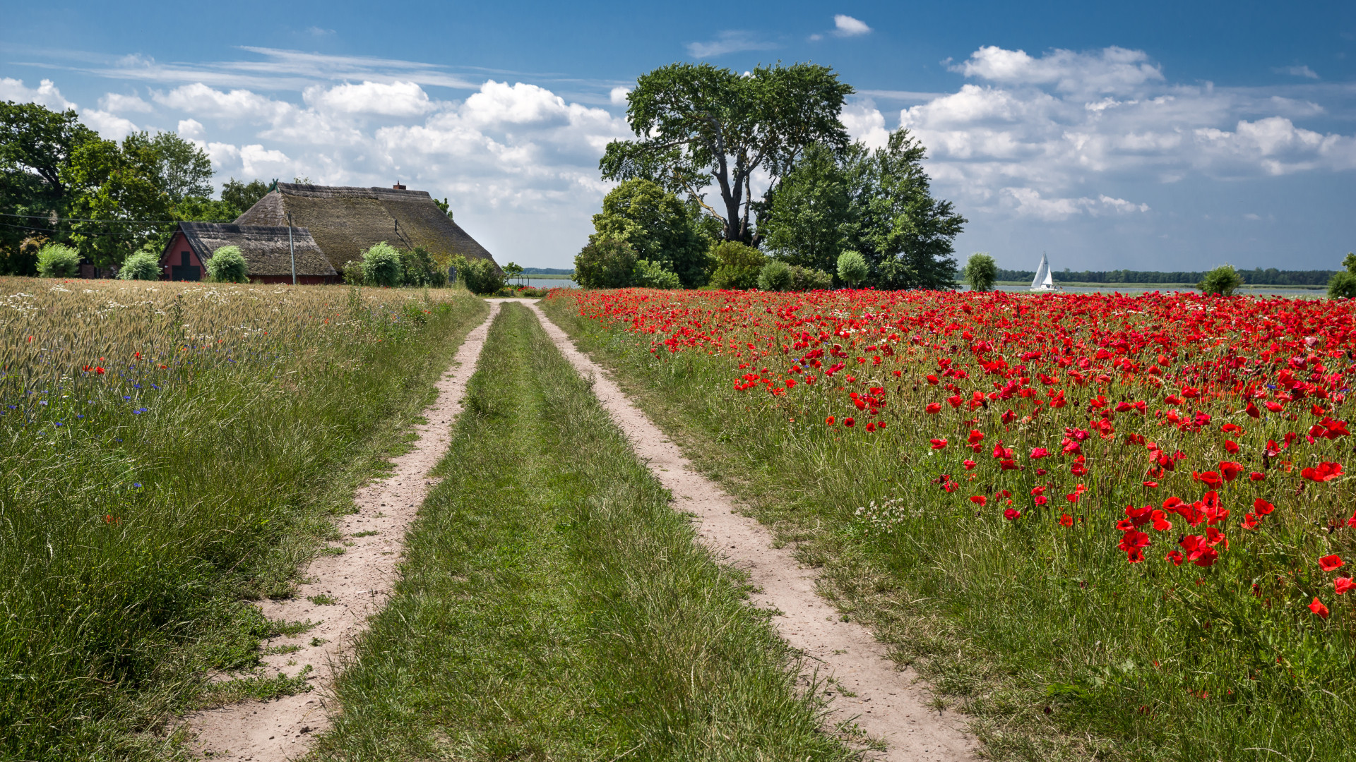 Sommerliche Feldmark