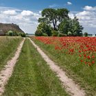 Sommerliche Feldmark