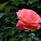 sommerliche Freitagsrose 11860