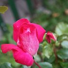 sommerliche Freitagsrose 11864