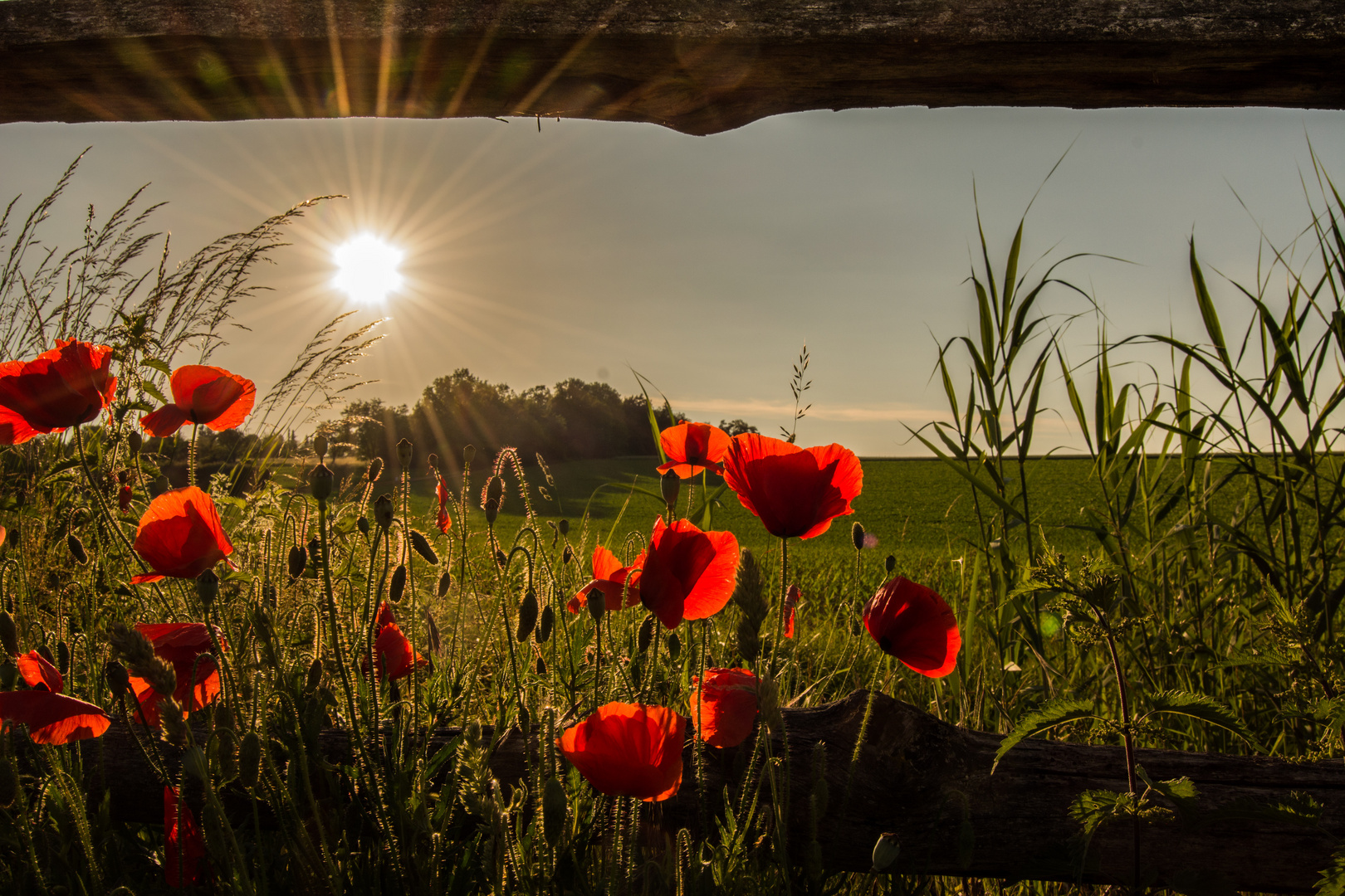 Sommerliche Grüße aus Bietigheim