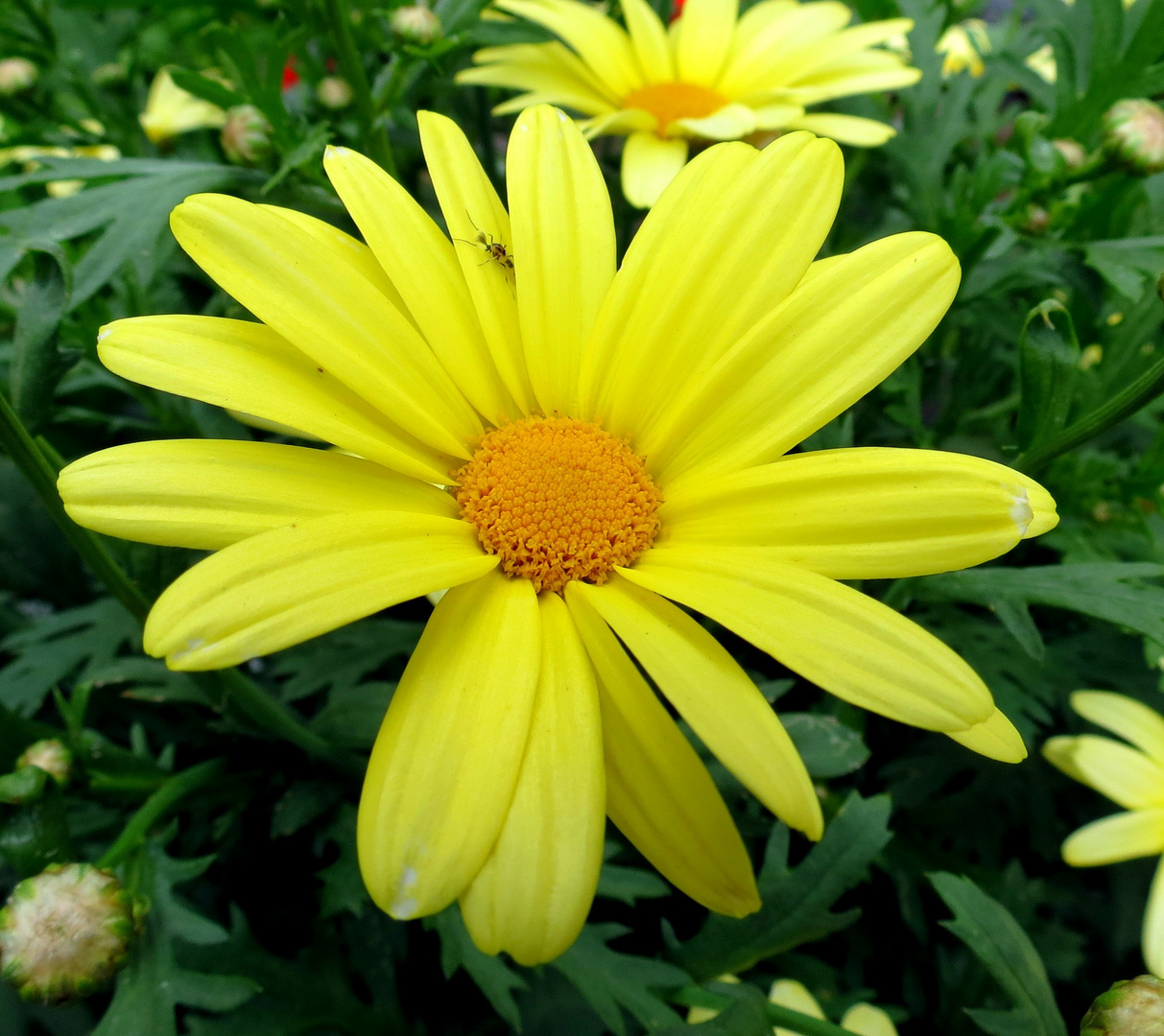 Sommerliche Grüße aus Ostholstein