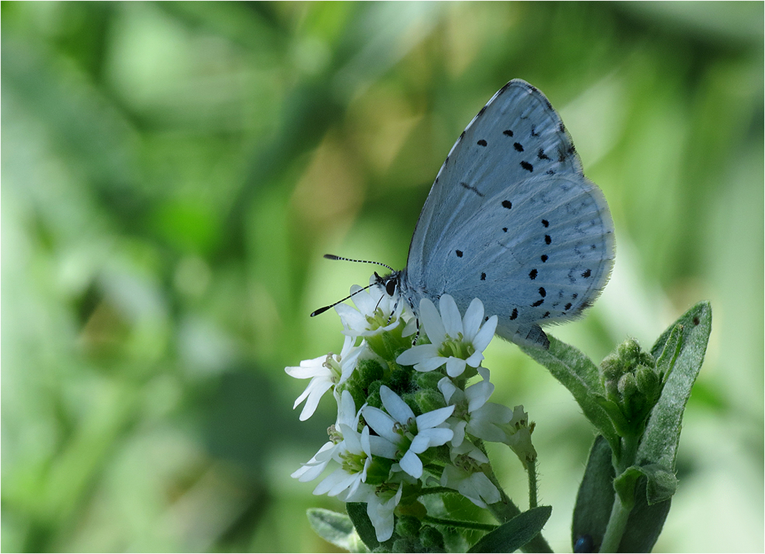  Sommerliche Harmonie