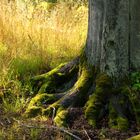 sommerliche Harz-Idylle