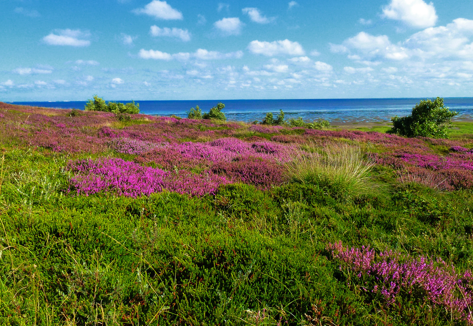 sommerliche Heidelandschaft am Morsumkliff auf Sylt, ganz oben in Deutschland