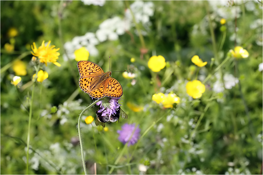 Sommerliche Impression