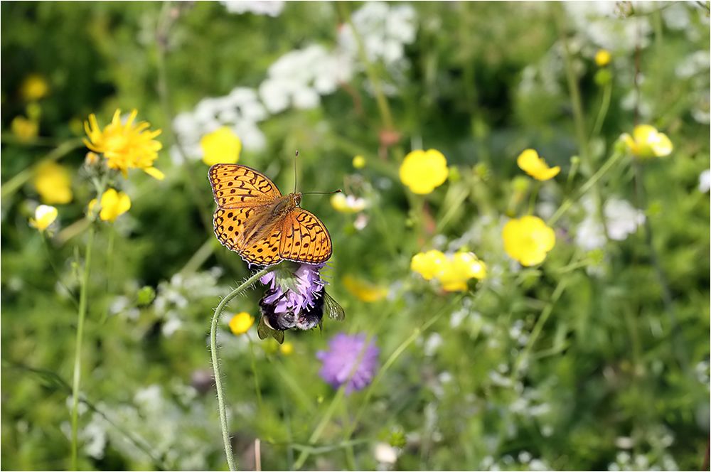 Sommerliche Impression