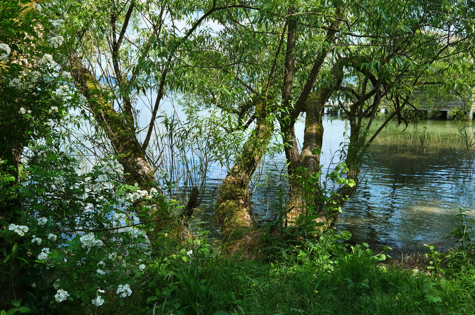 sommerliche Impression am Wasser