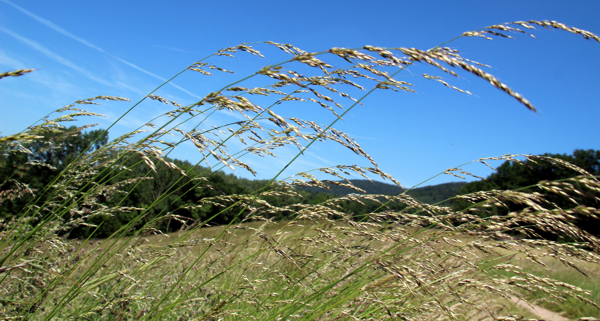 sommerliche Impression aus dem Odenwald