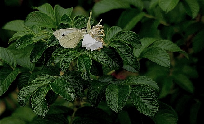 Sommerliche Impressionen... 