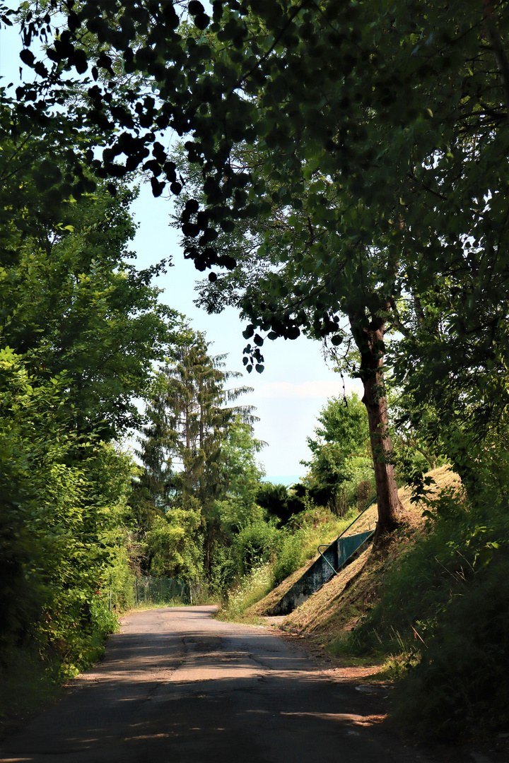 Sommerliche Impressionen rund um die Wangener Höhe