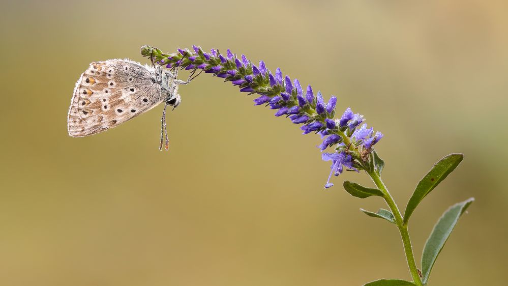 Sommerliche Kleinigkeit