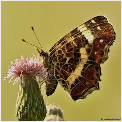 Sommerliche Landkarte