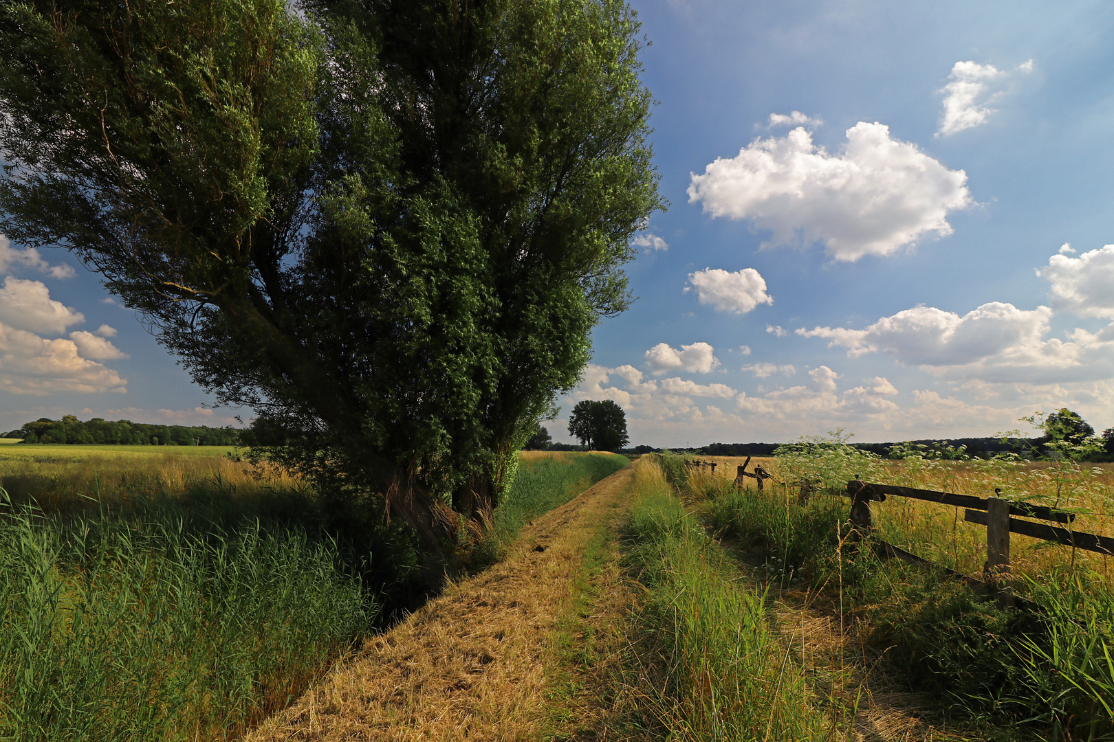 Sommerliche Landschaft