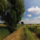 Sommerliche Landschaft