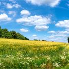 Sommerliche Landschaft bei Wiesbaden Naurod