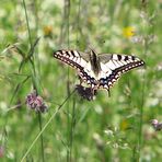 Sommerliche Leichtigkeit