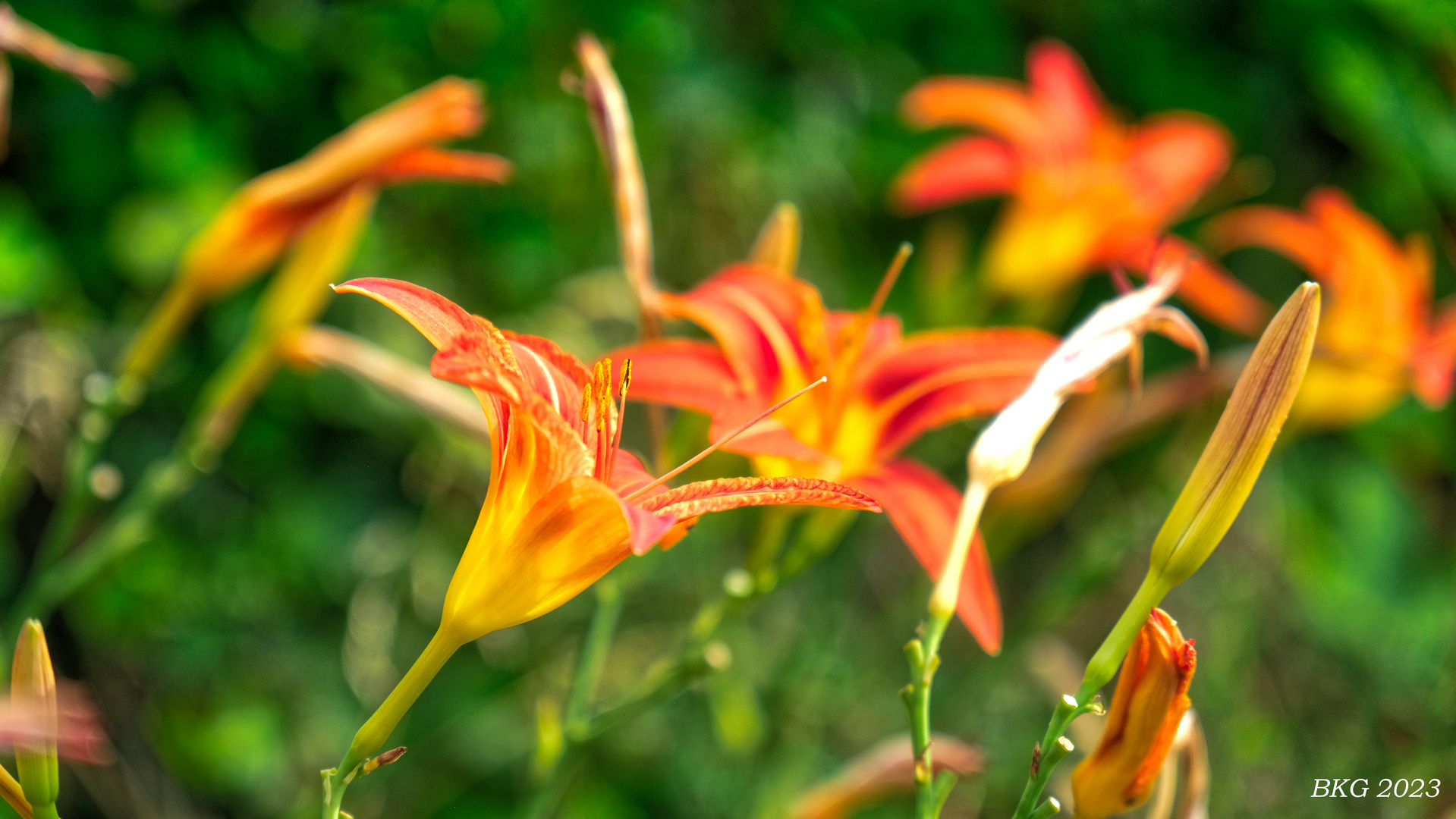 Sommerliche Lilienblüten