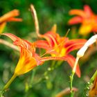 Sommerliche Lilienblüten