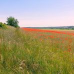 Sommerliche Perspektive