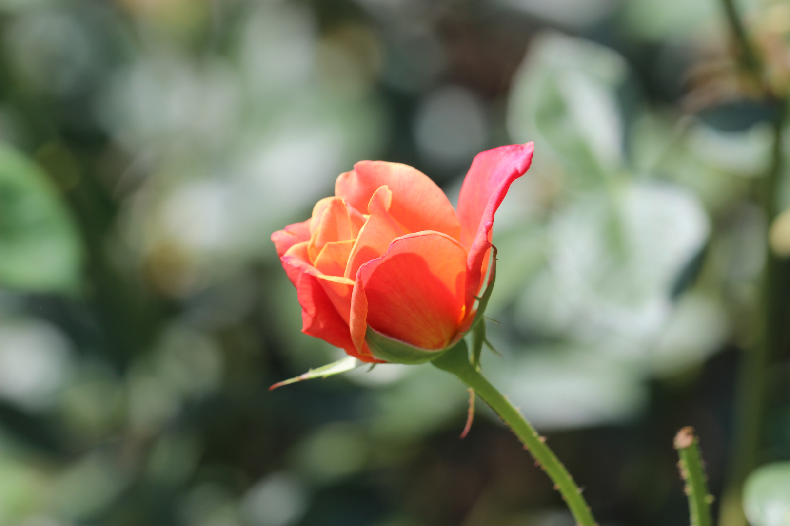 Sommerliche Rosen