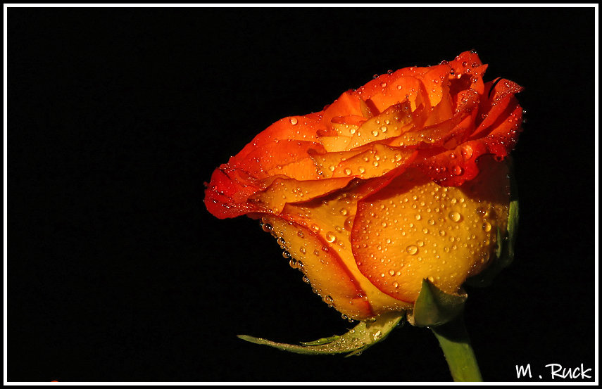 Sommerliche Rosenblüte nach dem Regen 