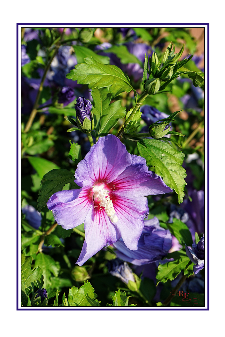 Sommerliche Schönheit ...