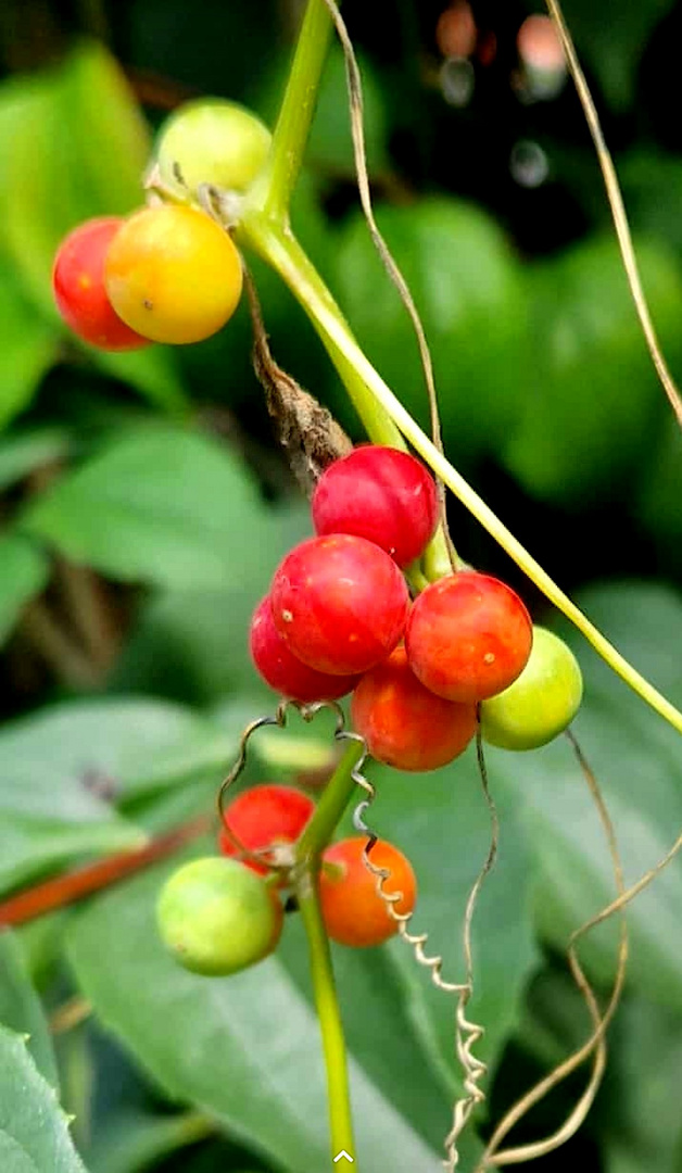 Sommerliche Schönheit