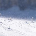 Sommerliche Sehnsucht nach Schnee