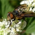 Sommerliche Seitenansicht