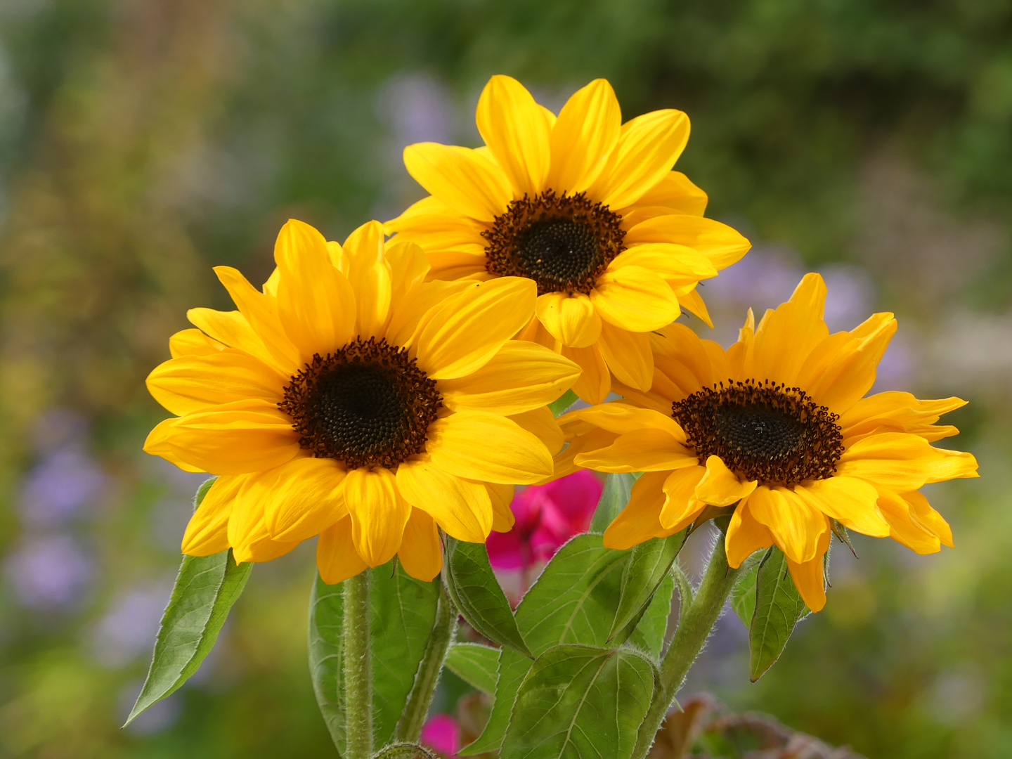 Sommerliche Sonnenblumen für alle...