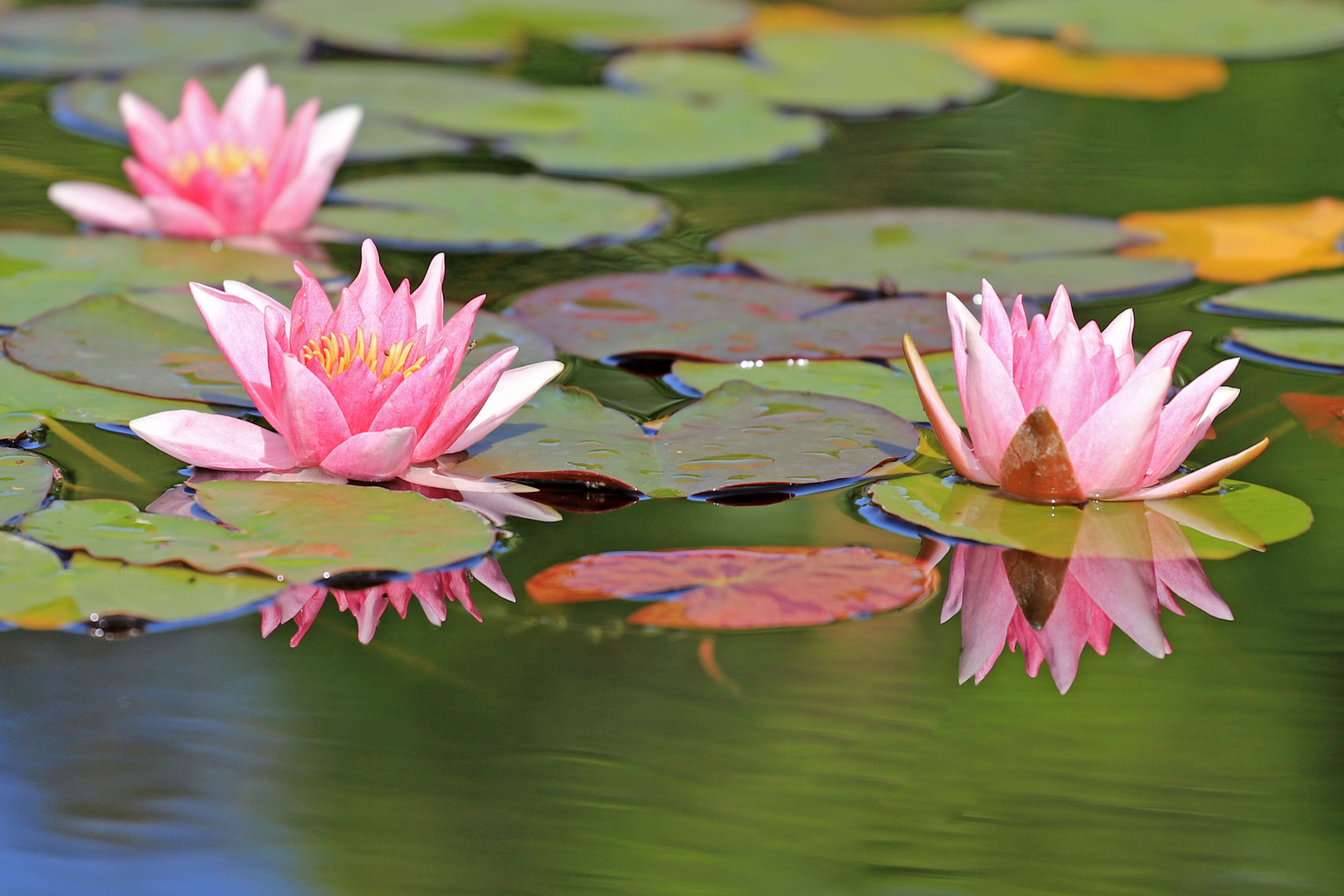 Sommerliche Spiegelung