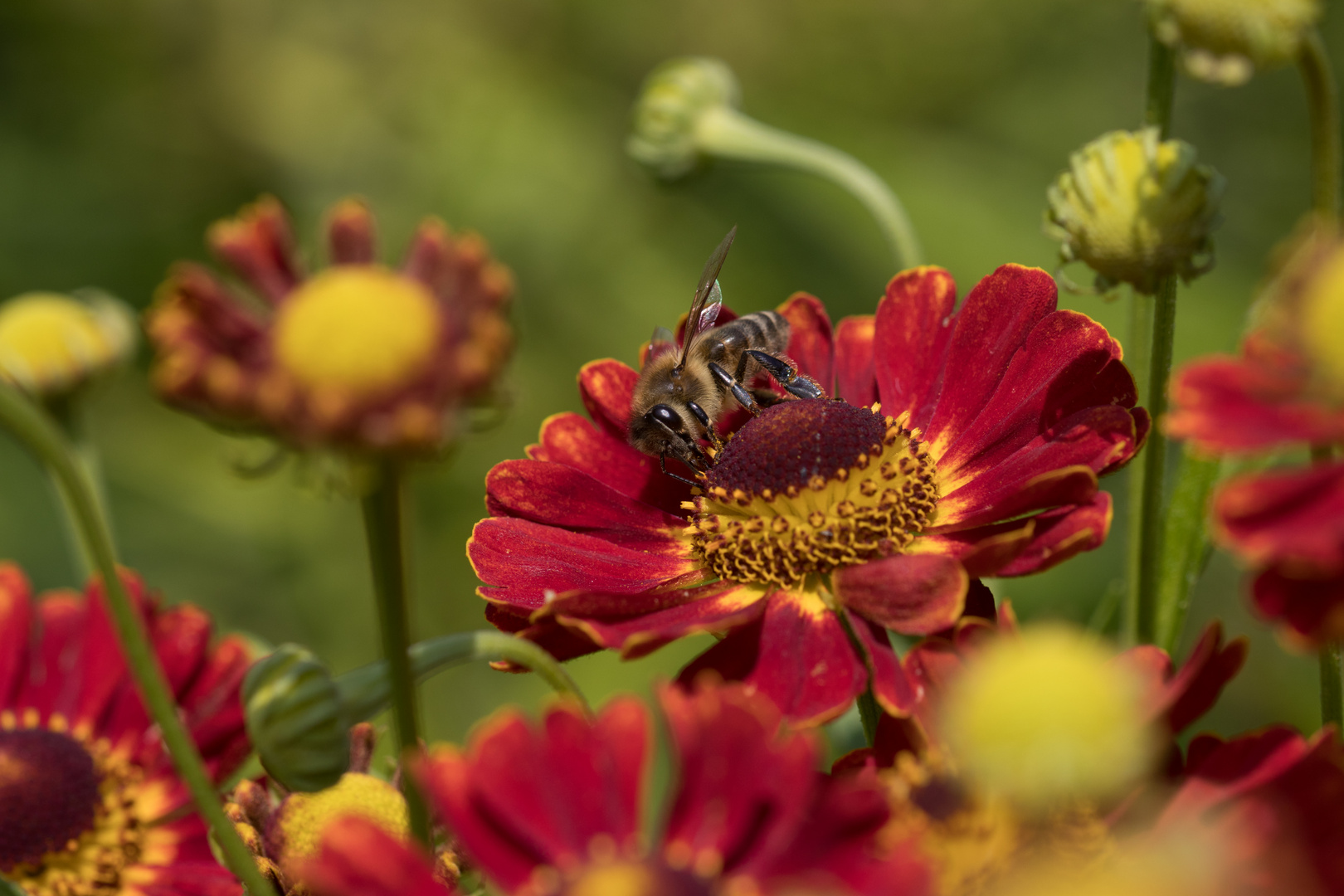 sommerliche Szene