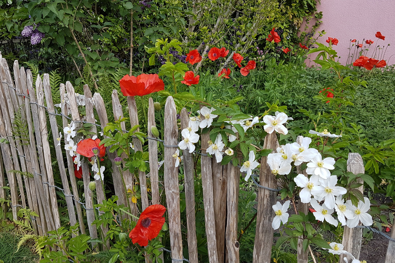 Sommerliche Vorboten