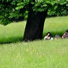 Sommerliche Wiese