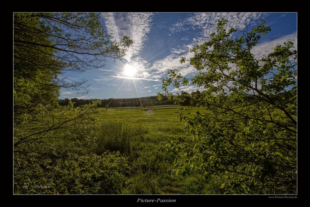 Sommerliche Wiese