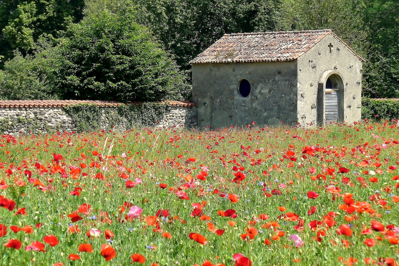 Sommerliche Wiese