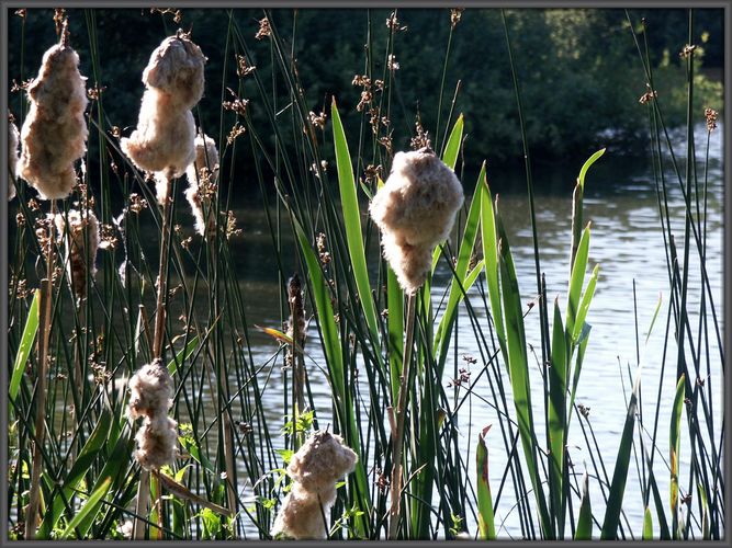 sommerlicher Abend am Teich...