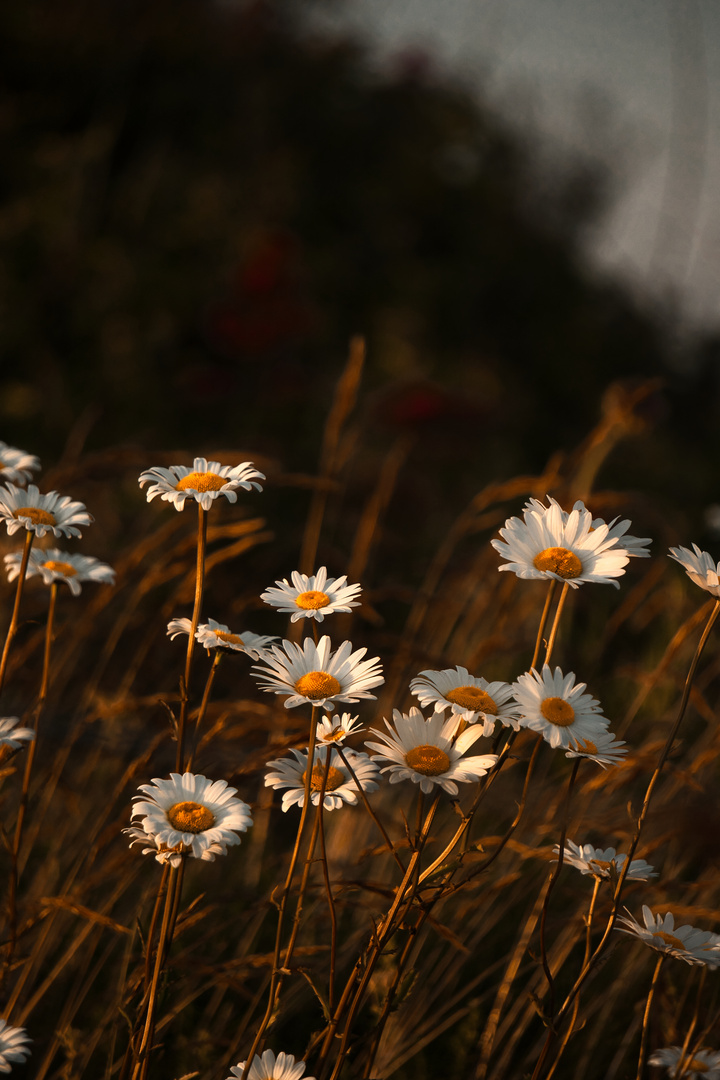 Sommerlicher Abendschein