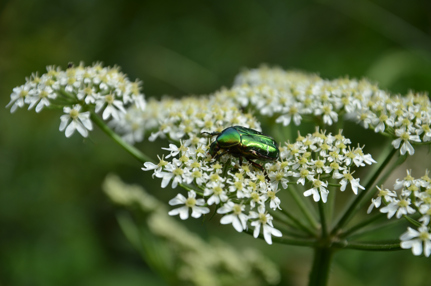 Sommerlicher Ausflug