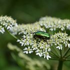 Sommerlicher Ausflug