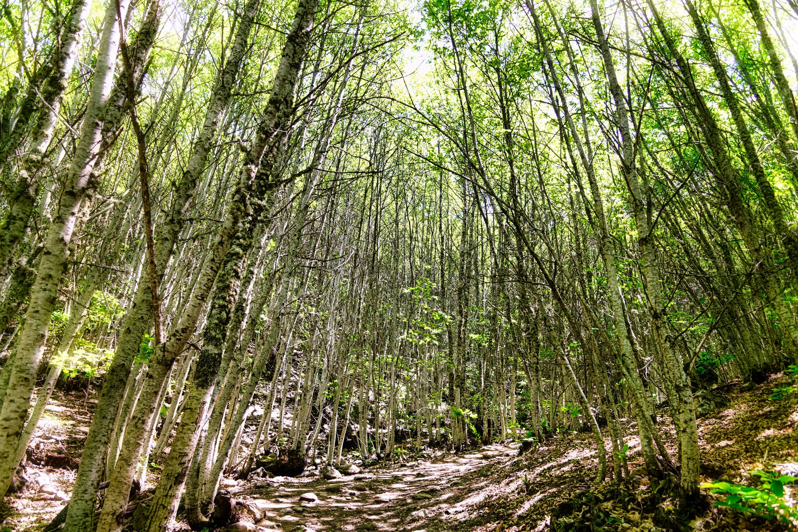 Sommerlicher Birkenwald