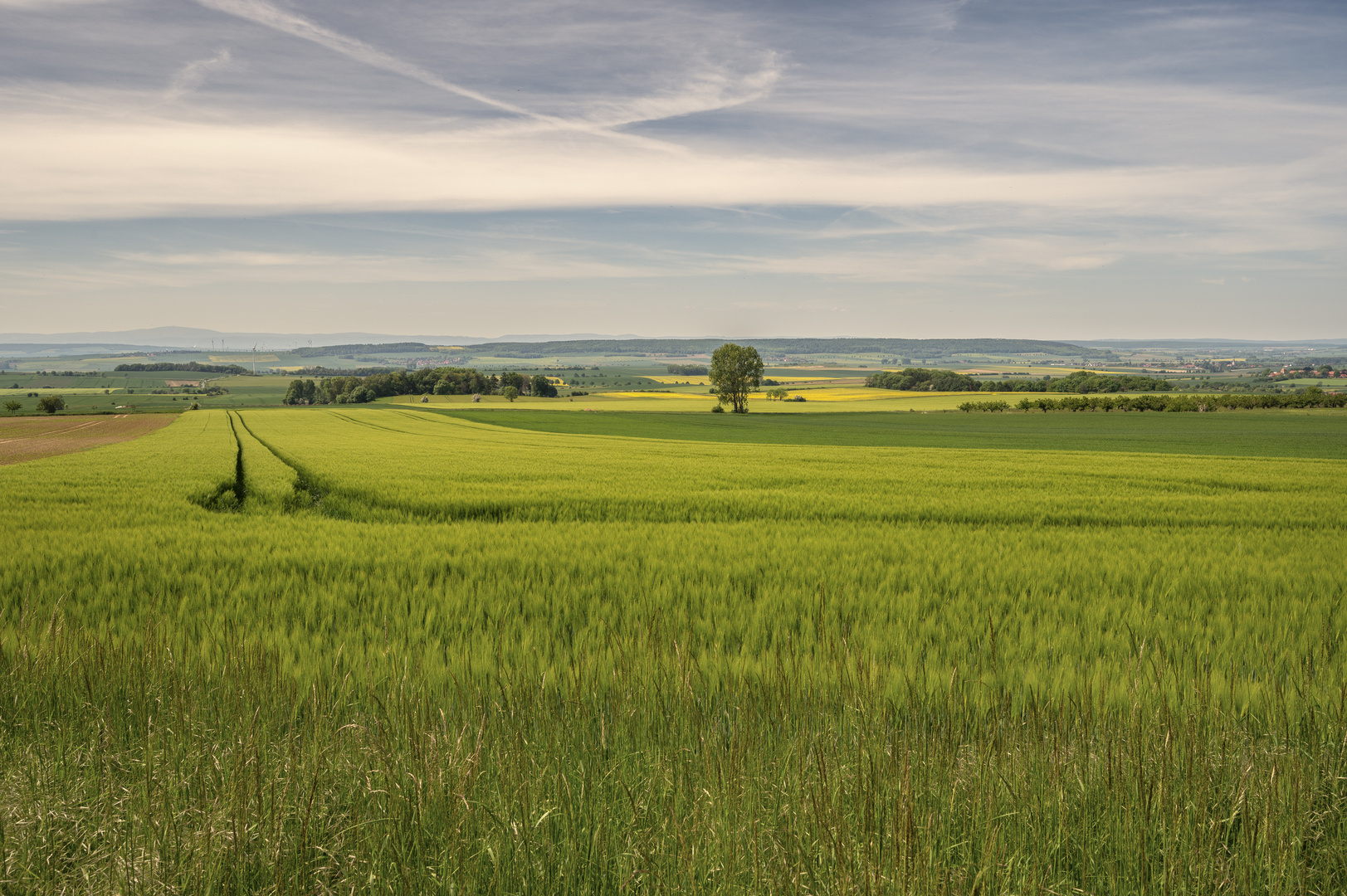 Sommerlicher Blick übers Feld