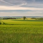 Sommerlicher Blick übers Feld