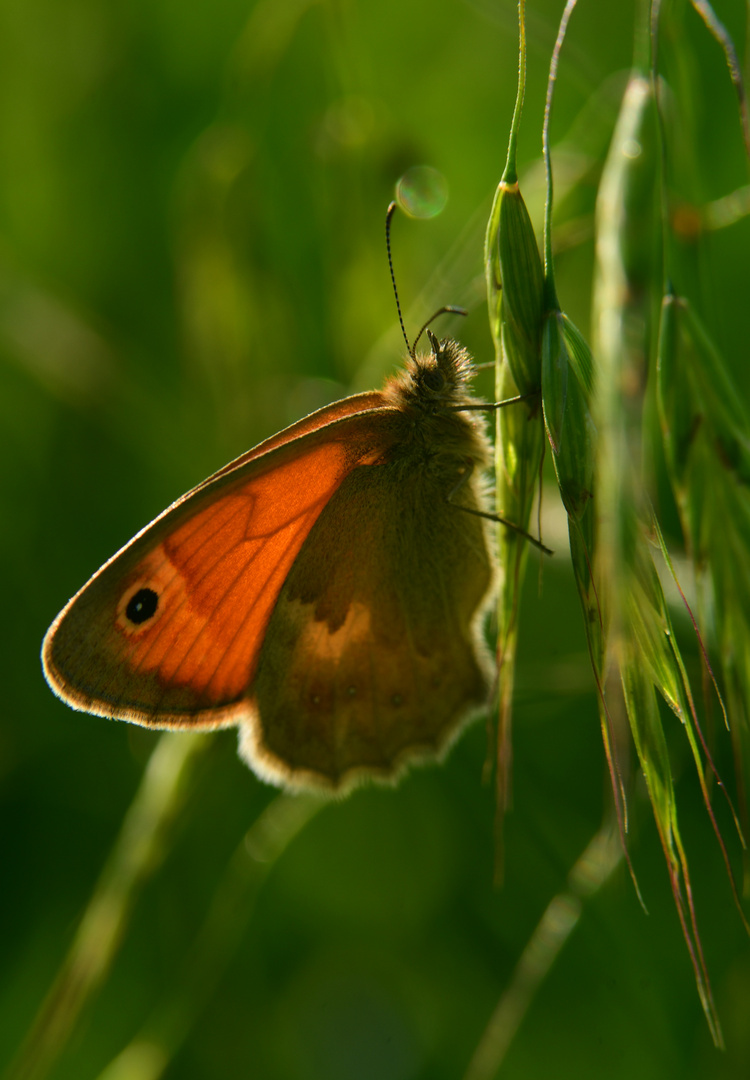 Sommerlicher Blühpflanzenbesucher 